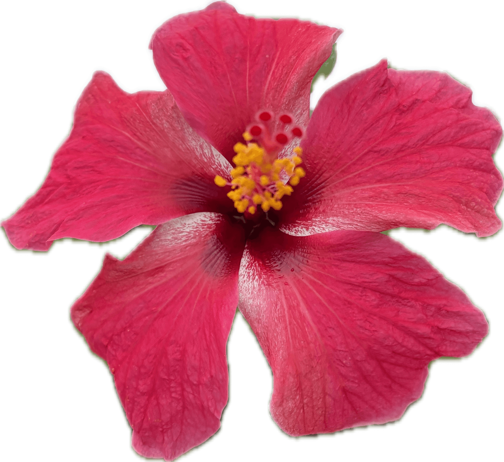 flower-sticker