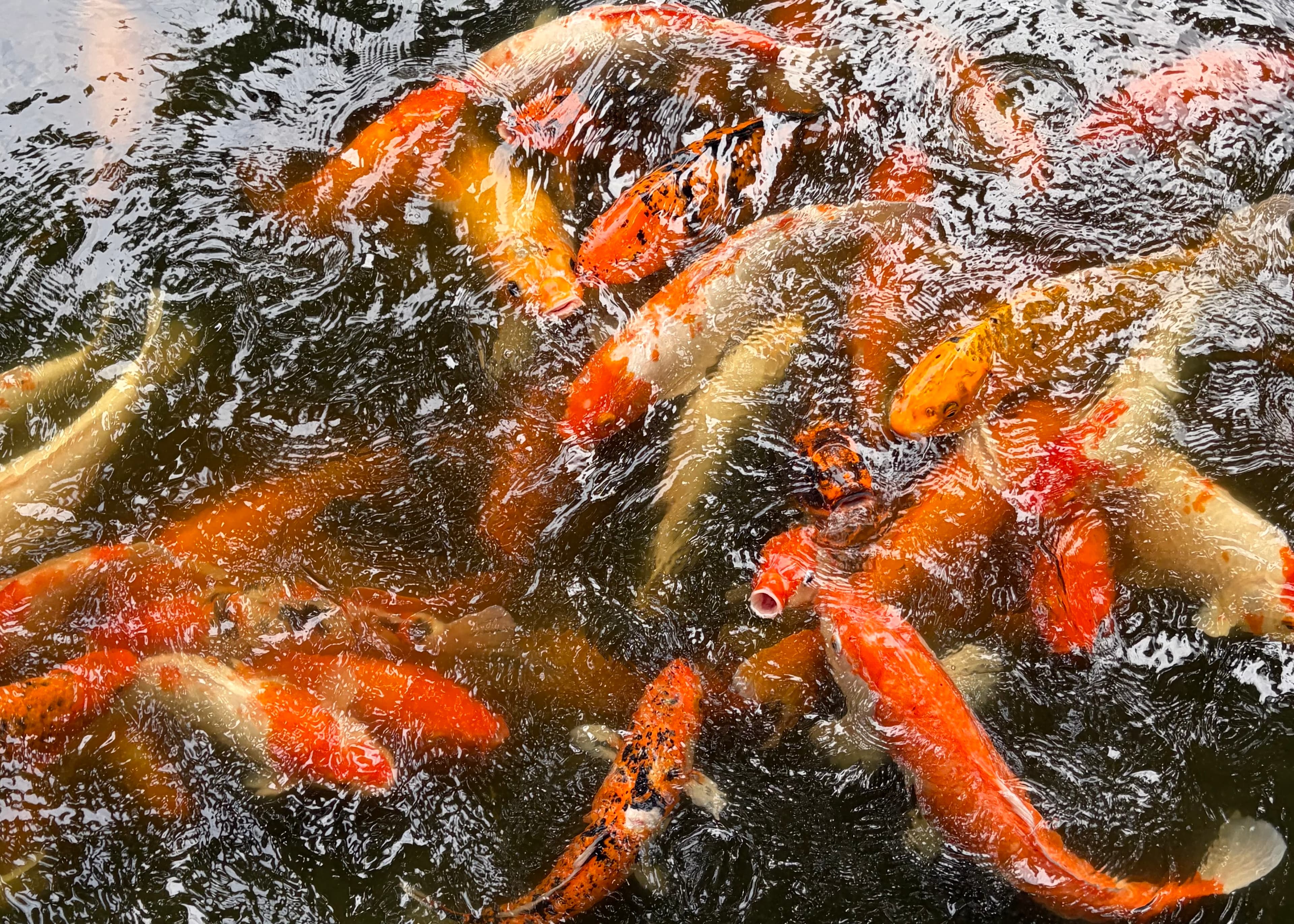 koi-fish