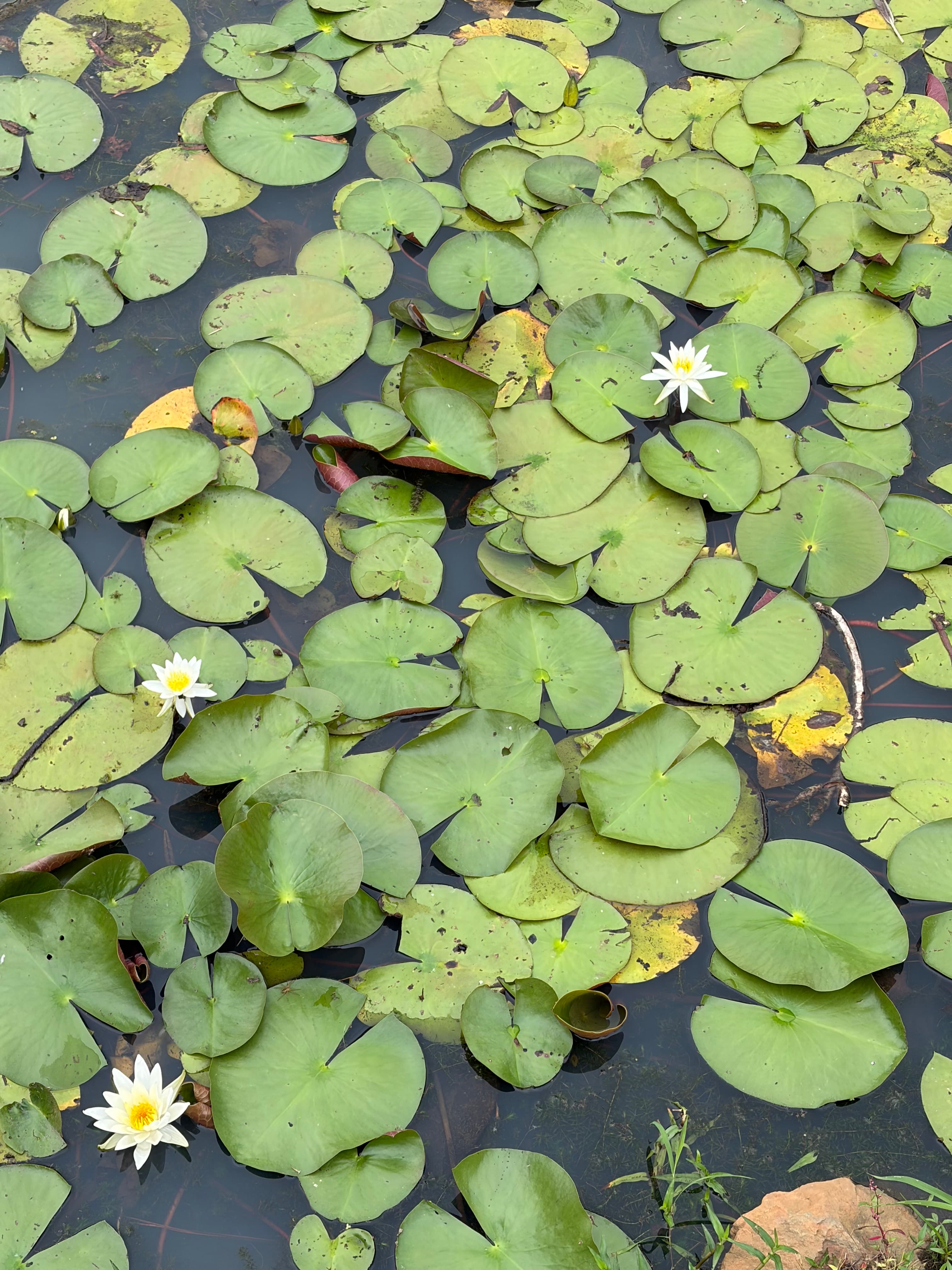 lily-pads